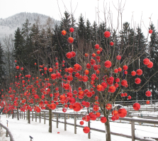 Rote Weihachtsbaumkugeln an winterlichen Bäumen